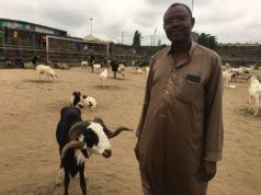 Over 500 Rams Battle For Supremacy As Governor’s Cup Kicks Off In Lagos