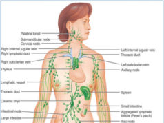 In Good Shape: How We Can Improve Our Immune System – By Dr. Kolade Kolapo