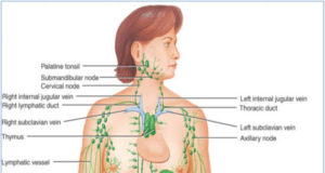 In Good Shape: How We Can Improve Our Immune System – By Dr. Kolade Kolapo
