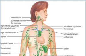 In Good Shape: How We Can Improve Our Immune System – By Dr. Kolade Kolapo