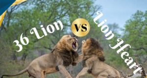 WGB Lagos FA Cup: 36 Lion, Lion Heart In Fierce Battle