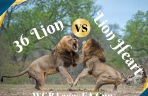 WGB Lagos FA Cup: 36 Lion, Lion Heart In Fierce Battle