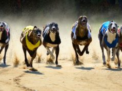 Factors To Consider When Betting On Greyhound Races