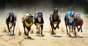 Factors To Consider When Betting On Greyhound Races
