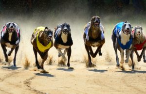 Factors To Consider When Betting On Greyhound Races