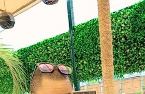 Ikorodu DFA Elections: Adeleke Eyes Chairmanship Seat