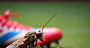 Safeguarding Athletes: Comprehensive Strategies For Malaria Prevention, Management, And Treatment