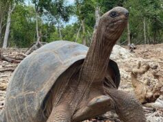 196-Year-Old Zanzibar Tortoise Predicts Two Goals for Nigeria Against South Africa