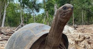 196-Year-Old Zanzibar Tortoise Predicts Two Goals for Nigeria Against South Africa