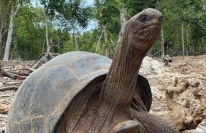 196-Year-Old Zanzibar Tortoise Predicts Two Goals for Nigeria Against South Africa